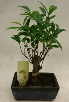 Japon aac bonsai bitkisi sat  Ankara ubuk Aaavundur Mah. ieki telefonlar