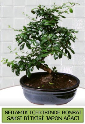 Seramik vazoda bonsai japon aac bitkisi  Ankara ubuk Fatih Mah. iek siparii sitesi 