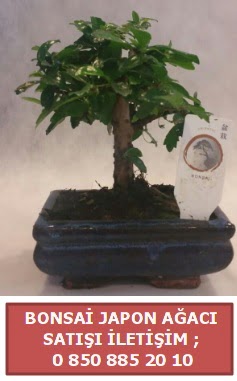 Japon aac minyar bonsai sat  Ankara Atatrk Mah. ubuk iek sat 