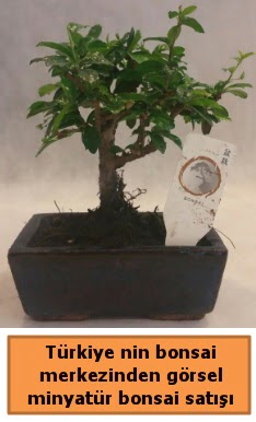 Japon aac bonsai sat ithal grsel  Ankara ubuk Akkuzulu Mah. iek yolla