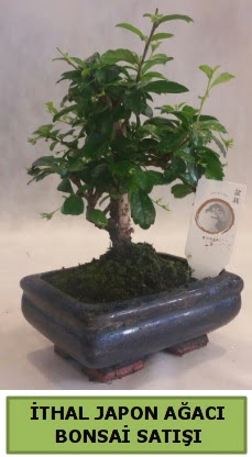 thal japon aac bonsai bitkisi sat  Ankara ubuk Aaavundur Mah. ieki telefonlar