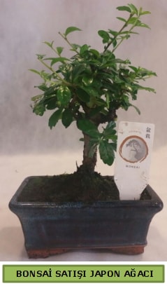 Minyatr bonsai aac sat  ubuk Atatrk mah Ankara iek gnderme