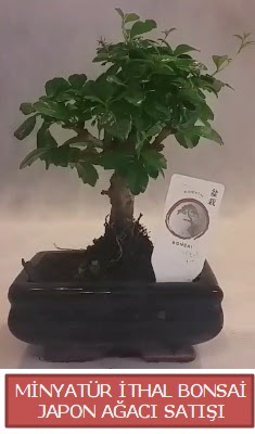 Kk grsel bonsai japon aac bitkisi  Ankara Barbaros Mah. ubuk iek , ieki , iekilik 