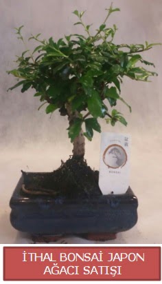 thal kk boy minyatr bonsai aa bitkisi  Ankara ubuk Aaavundur Mah. ieki telefonlar