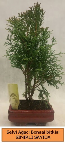 Selvi aac bonsai japon aac bitkisi  Ankara Atatrk Mah. ubuk iek sat 