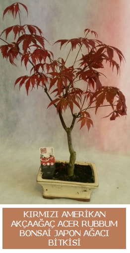 Amerikan akaaa Acer Rubrum bonsai  Ankara Melikah Mah. ubuk ieki adresleri telefonlar