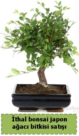 thal bonsai saks iei Japon aac sat  Ankara ubuk Cumhuriyet Mah. iekiler