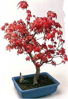 Amerikan akaaa bonsai bitkisi  Ankara ubuk Akkuzulu Mah. iek yolla
