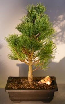 am aac japon aac bitkisi bonsai  Ankara ubuk Aaavundur Mah. ieki telefonlar