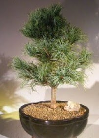 am aac bonsai bitkisi sat  Ankara ubuk Camili Mah. ucuz iek gnder 