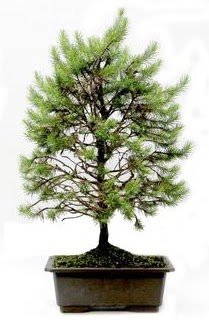 *** STOKTA YOK - am aac bonsai bitkisi sat  Ankara Yavuz Selim Mah. ubuk cicekciler , cicek siparisi 