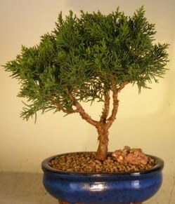 Servi am bonsai japon aac bitkisi  Ankara ubuk Akkuzulu Mah. iek yolla