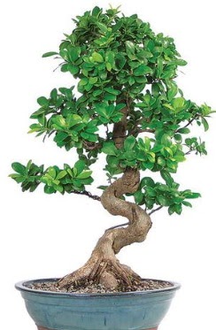 Yaklak 70 cm yksekliinde ithal bonsai  Ankara ubuk Aaavundur Mah. ieki telefonlar