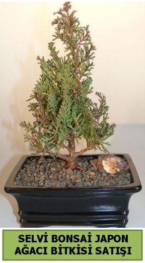 Selvi am japon aac bitkisi bonsai  Ankara ubuk Aaavundur Mah. ieki telefonlar