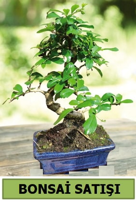 am bonsai japon aac sat  Ankara Atatrk Mah. ubuk iek sat 