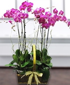 7 dall mor lila orkide  Ankara Akbayr Mah. ubuk iek gnder