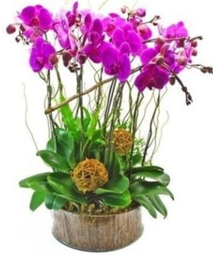 Ahap ktkte lila mor orkide 8 li  Ankara ubuk Gkedere Mah. iek sat 