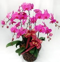 Sepet ierisinde 5 dall lila orkide  Ankara ubuk Camili Mah. ucuz iek gnder 