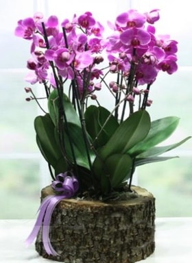 Ktk ierisinde 6 dall mor orkide  Ankara ubuk Camili Mah. ucuz iek gnder 