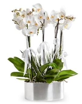 Be dall metal saksda beyaz orkide  Ankara ubuk Akkuzulu Mah. iek yolla