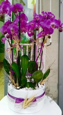 Seramik vazoda 4 dall mor lila orkide  Ankara Barbaros mah ubuk online iek gnderme sipari 