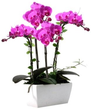 Seramik vazo ierisinde 4 dall mor orkide  Ankara Atatrk Mah. ubuk iek sat 