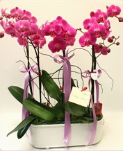 Beyaz seramik ierisinde 4 dall orkide  Ankara ubuk Camili Mah. ucuz iek gnder 