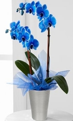 Seramik vazo ierisinde 2 dall mavi orkide  Ankara Barbaros Mah. ubuk iek , ieki , iekilik 