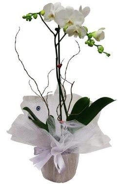 Tek dall beyaz orkide  ubuk mamhseyin Mah. Ankara cicek , cicekci 