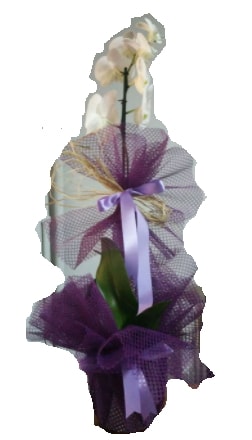 Tek dall beyaz orkide sper kalite ithal  Ankara ubuk Fatih Mah. iek siparii sitesi 