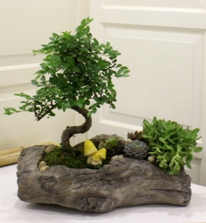 Aa ktk ierisinde bonsai ve sukulent  Ankara Akbayr Mah. ubuk iek gnder