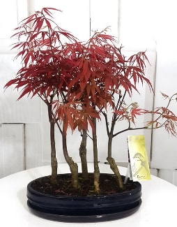 5 adet japon akaaa bonsai iei  Ankara Atatrk Mah. ubuk iek sat 