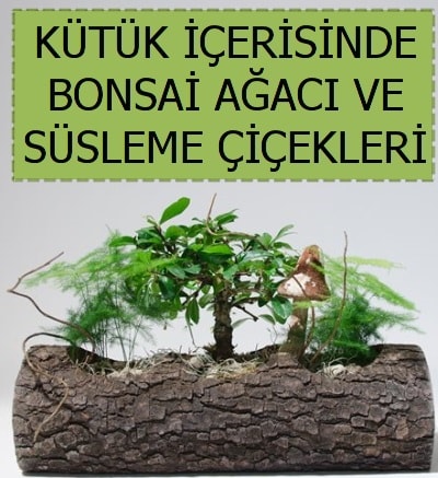 Ktk ierisinde bonsai japon aa bitkisi  Ankara Atatrk Mah. ubuk iek sat 