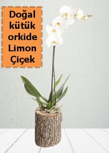 Doal ktkte tek dall beyaz orkide  Ankara ubuk Aaavundur Mah. ieki telefonlar