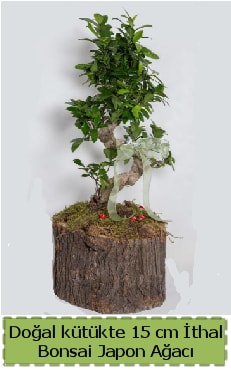Doal ktkte thal bonsai japon aac  ubuk Atatrk mah Ankara iek gnderme