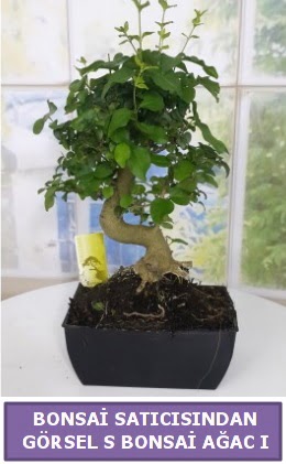 S dal erilii bonsai japon aac  Ankara Atatrk Mah. ubuk iek sat 