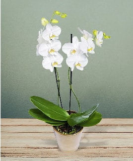 ift dall beyaz orkide sper kalite  ubuk Atatrk mah Ankara iek gnderme