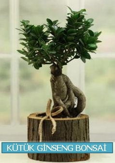 Ktk aa ierisinde ginseng bonsai  Ankara Akbayr Mah. ubuk iek gnder
