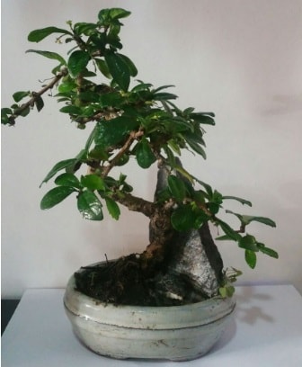 S eklinde ithal bonsai aac  Ankara ubuk Akkuzulu Mah. iek yolla