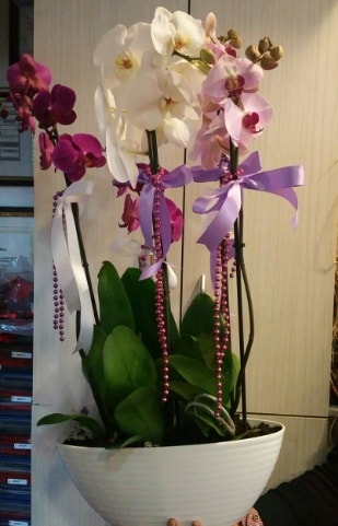 Mor ve beyaz ve pembe 6 dall orkide  Ankara ubuk Camili Mah. ucuz iek gnder 