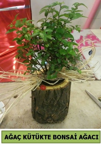 Doal aa ktk ierisinde bonsai aac  Ankara Akbayr Mah. ubuk iek gnder