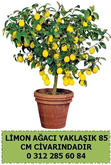 Limon aac bitkisi  Ankara Atatrk Mah. ubuk iek sat 