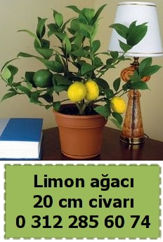 Limon aac bitkisi  Ankara ubuk Aaavundur Mah. ieki telefonlar