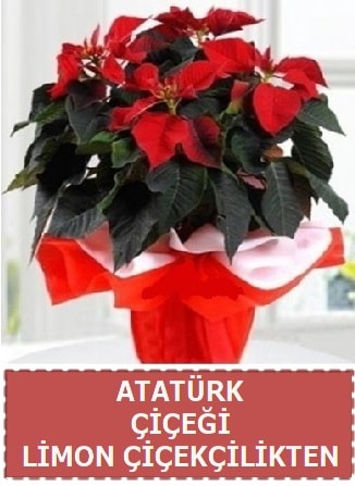 Atatrk iei saks bitkisi  Ankara Atatrk Mah. ubuk iek sat 