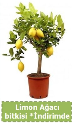 Limon aac bitkisi Ev iin limon bitkisi  Ankara Barbaros Mah. ubuk iek , ieki , iekilik 
