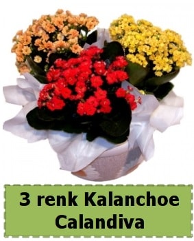 3 renk Kalanchoe Calandiva saks bitkisi  ubuk Atatrk mah Ankara iek gnderme