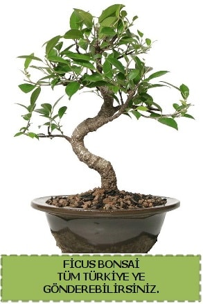 Ficus bonsai  Ankara Akbayr Mah. ubuk iek gnder