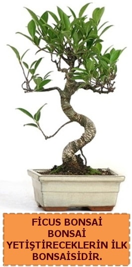 Ficus bonsai 15 ile 25 cm arasndadr  Ankara ubuk Akkuzulu Mah. iek yolla