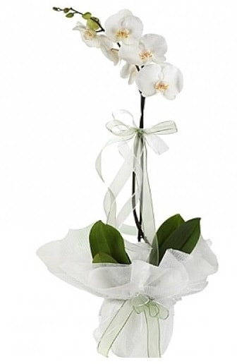 Tekli Beyaz Orkide  Ankara ubuk Alck Mah. nternetten iek siparii 
