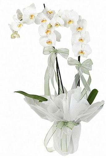 ift Dall Beyaz Orkide  Ankara ubuk Kapakl Mah. anneler gn iek yolla 
